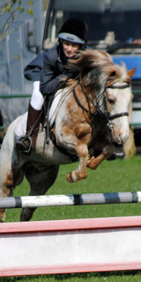 click here for horses & ponies for sale