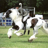 NT Equine horses in action