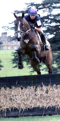 click here for horses & ponies for sale